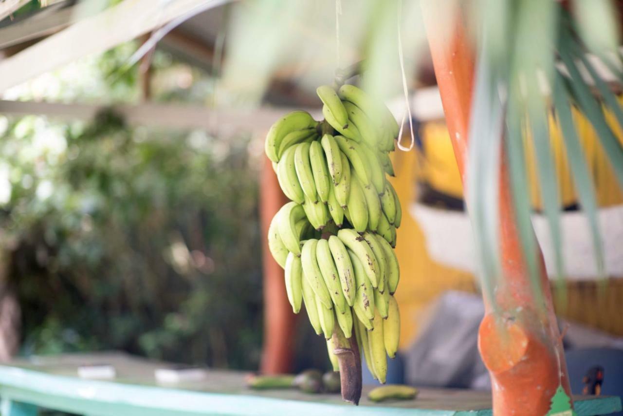 Madre Selva Hostel Puerto Viejo de Talamanca Ngoại thất bức ảnh